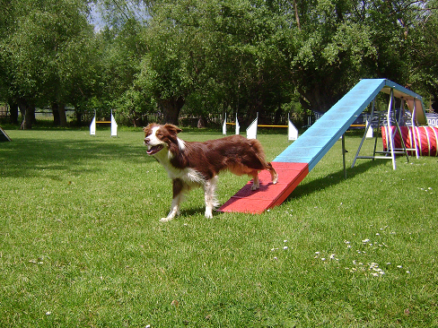Agility-Training mit Amelie